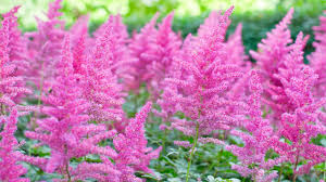 Pink Astilbe Flower Planting Seeds for Lush Garden Blooms