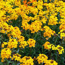 Siberian Wallflower Erysimum sibiricum Seeds for Planting - Ideal for Flower Bed & Urban Garden