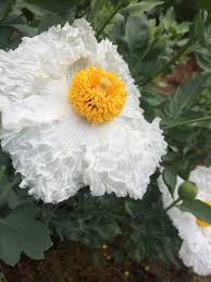 Coulteri Flower Seeds for Planting  Vibrant Blooms for Your Garden - Evergrowseeds