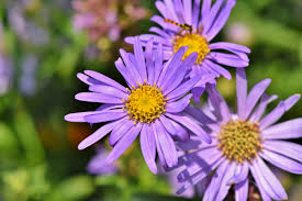 Blue Brachycome Flower Seeds: Essential Planting Guide