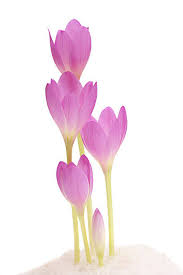 Baby Pink Crocus Flower Seeds for Planting – Heirloom NonGMO High Germination Organic Garden Seeds Easy to Grow
 
 Sale
