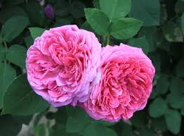 Pink Damask Flower Seeds for Planting | Beautiful Annual Blooms