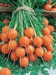 Oxheart Carrot Seeds for Vegetable Planting