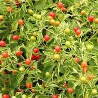 Pequin Vegetable Planting Seeds