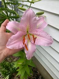 Light Pink Lilium Flower Seeds for Planting Sun Loving Heirloom & GMO Free Seeds for Home Garden
 
 Sale
