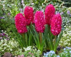 Red Hyacinth Flower seeds for Planting - Sun Loving, Heirloom & GMO Free Seeds for Home Garden