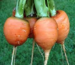 Premium Parisian Carrot Seeds  Ideal for Planting