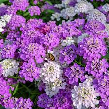Mixed Candytuft Flower Seeds Collection for Planting