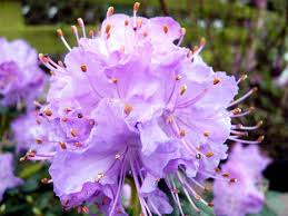 Purple Azaleas Flower seeds for Planting - Bright Blooms, Heirloom & GMO Free Seeds for Home Garden