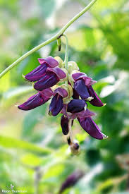 Velvet Bean Seeds for Planting - Grow Your Own Vegetables