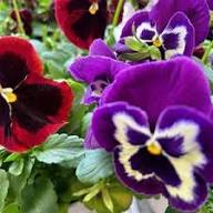 Purple White Viola Flower seeds for Planting - Shade Tolerant, Heirloom & GMO Free Seeds for Home Garden