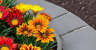 Yellow Red Gazania Rigens Flower Planting  Seeds for Vibrant Blossoms in Your Garden