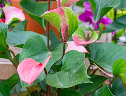 White Pink Anthurium Flower Seeds for Planting Garden Favorite Heirloom & GMO Free Seeds for Home Garden
 
 Sale