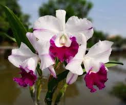 White Pink Cattleya Flower Seeds for Planting Perfect for Borders Heirloom & GMO Free Seeds for Home Garden
 
 Sale