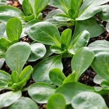 Lamb's Lettuce Vegetable Seeds  Planting Made Simple