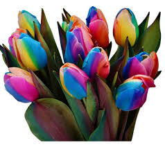 Rainbow Tulip Flower Seeds for Planting Heirloom NonGMO EasytoGrow Organic Garden Seeds for Spring Color
 
 Sale