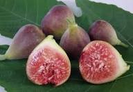 Burgundy Fig Seeds for Planting