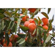 Diospyros Kaki Seeds for Planting