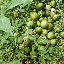 Green Cucumeropsis Seeds for Planting - High-Quality Vegetable Seeds