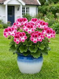 Light Green Geranium Seeds for Planting - Add Color to Your Space