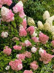 Vainilla Hortensia Flower Seeds for Planting: Cultivate Elegance in Your Garden
