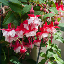 Red and White Fuchsias Seeds for Planting