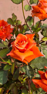 Orange Snow Rose Flower Seeds for Planting Colorful Display Heirloom & GMO Free Seeds for Home Garden
 
 Sale