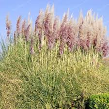 Pampas Grass Seeds for Planting Cortaderia selloana Mix for ornamental borders and urban garden