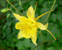 Akelei Yellow Flower Seeds for Planting , Premium Quality Seeds