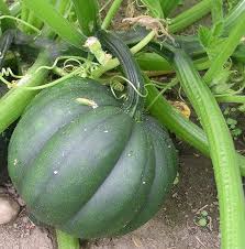 Table King Bush Acorn Squash Planting  Seed for Robust Growth and Delicious Harvest in Your Garden