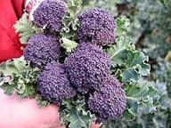 Purple Broccoli Seeds for Planting - Vibrant, Nutritious Vegetable