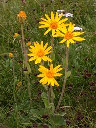 Arnica Montana Medicinal Flower Seeds For Planting