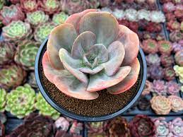 Succulents Radiation Fleshy Plant