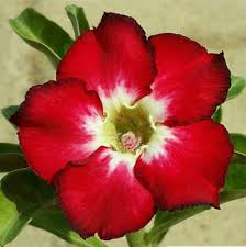 Red Adenium Obesum Flower Planting Seeds - Vibrant Desert Rose Seeds for Your Garden