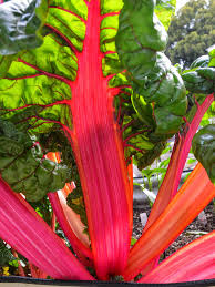 Mixed Swiss Chard Planting Seeds for Your Garden