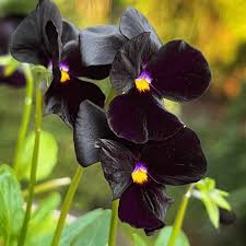 Black Pansy Flower Seeds Collection for Easy Planting