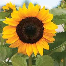 Yellow Hybrid Sunflower Seeds - Perfect for Planting
