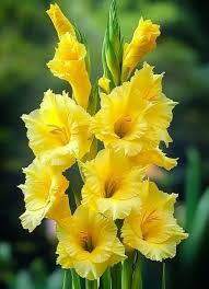 Light Yellow Gladiolus Flower Seeds for Planting Drought Tolerant Heirloom & GMO Free Seeds for Home Garden
 
 Sale
