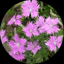 Pink Dianthus Superbus Planting Seeds  Perfect for Gardens