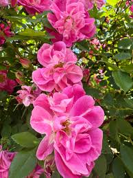 Pink Death Rose Seeds for Spring Planting