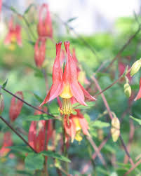 Red Aquilegia Canadensis Flower Seed for Plantings for Planting Perfect for Spring Planting Heirloom Non-GMO Seeds