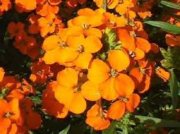 Orange Siberian Wallflower Seeds for Planting - Vibrant Blooms