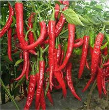 Salkim Biber Chile Pepper Planting Seeds