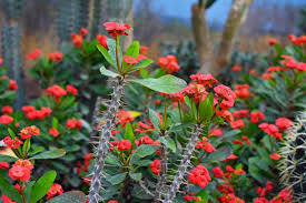 Crown of Thorn Flower Seeds  Easy Planting for Vibrant Blooms