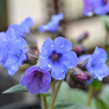 Blue Pulmonaria Lungwort Seeds for Planting