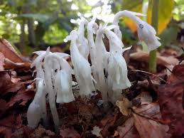 White Monotropa Uniflora Flower Seeds for Planting  Seed for Unique and Rare Blooms