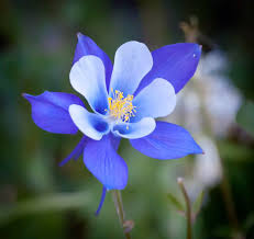 Colorado Blue Flower Seeds for Planting  Brighten Your Garden with Stunning Blooms - Evergrowseeds