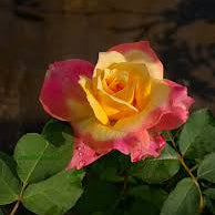 Light Pink & Yellow Rose Seeds for Planting – Heirloom NONGMO Flower Seeds – Easy to Grow Garden Roses 
 
 Sale