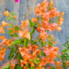 Orange Bougainvillea Flower Seeds for Planting - Vibrant Blooms for Your Garden