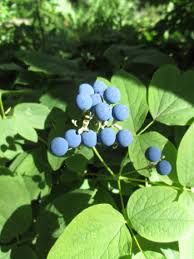 Black Caulophyllum Seeds for Planting
